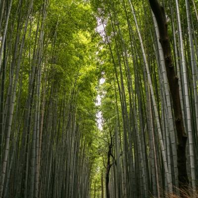 大船撞桥十几秒后粉碎